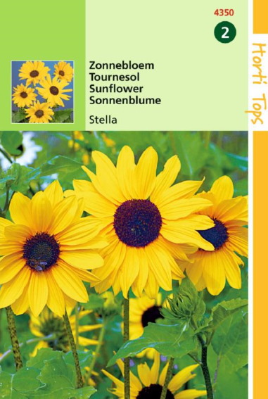 Sunflower Stella (Helianthus debilis) 190 seeds HT